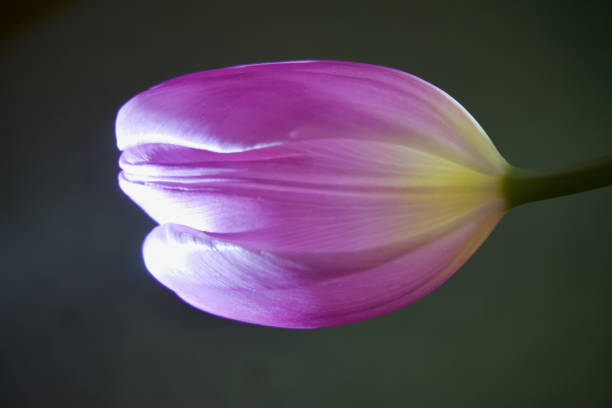 A regal purple tulip stands tall, its velvety petals unfurling with a captivating allure, embodying grace and elegance in every curve