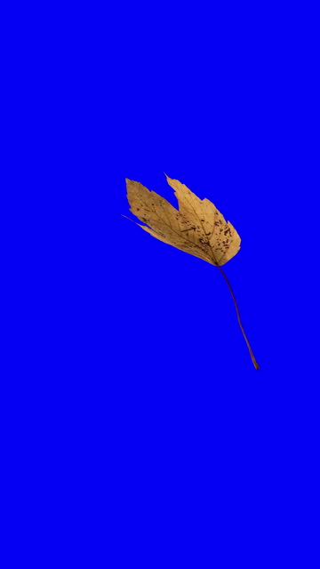 Falling Sycamore/Maple leaf chromakey