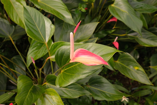 Bright and beautiful red, pink and white anthurium flowers blooming surrounded by lush green leaves of the plant.