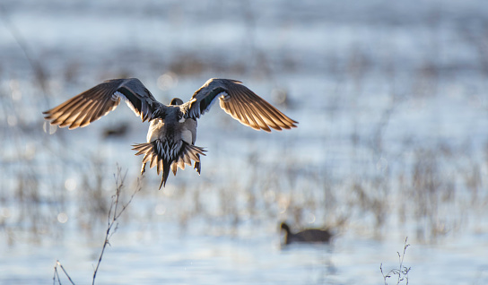 A rear view of a landing Northern Pintail Duck shows off its tail