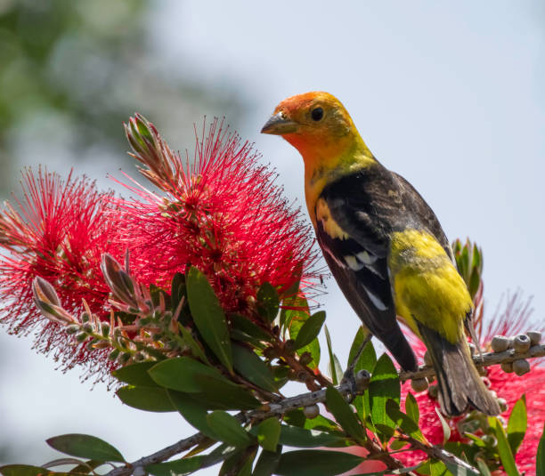 istock Fantastic Male Western Tanager 2123320696