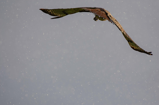 A Red Tail Hawk flies away during a light rain