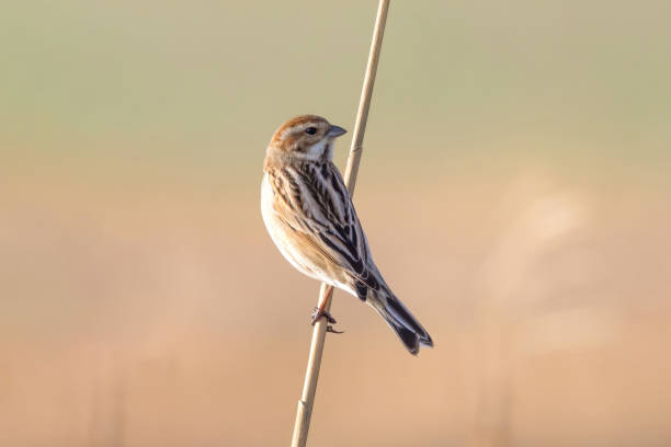 istock A Reed bunting on a reed stem. 2123337854