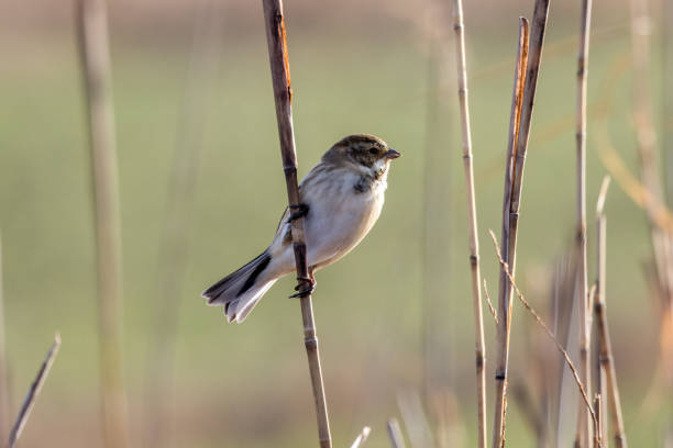 istock A Reed bunting on a reed stem. 2123337933