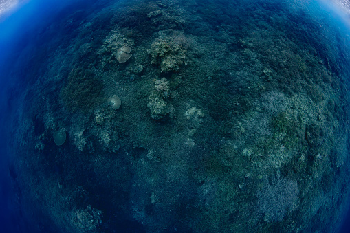 This reef was significantly destroyed 1988 during a volcanic eruption and the flow of lava over it. However, it has made quite a recovery, leaving scientists astonished; in a few years only the coral  mostly Acropora species  rapidly grew back and currently thrives, a unique happening since in other reef locations around the world, the coral does not grow back at all after the eruption of a volcano. \nThe coral reef of Gunung Api is pristine now, has vaste areas with no bleached or damaged corals (May 2023). Banda Island is in the coral triangle, the roughly triangular area of the tropical marine waters of Indonesia, Malaysia, Papua New Guinea, Philippines, Solomon Islands and Timor-Leste that contain at least 500 species of reef-building corals in each ecoregion. \nNear Banda Island, Indonesia, 4°30'41.556 S 129°53'19.056 E