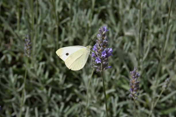 Colour image of large white butterfly insect on lavender plant flower