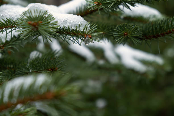 Spruce branch snow. Winter natural texture. A snow-covered branch in close-up in a winter park. Background for design, Christmas cards. The concept of Christmas, holidays. Green spruce in the cold