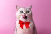 Portrait of white British cat, with a red bow on her chest, sits licking her muzzle with her tongue