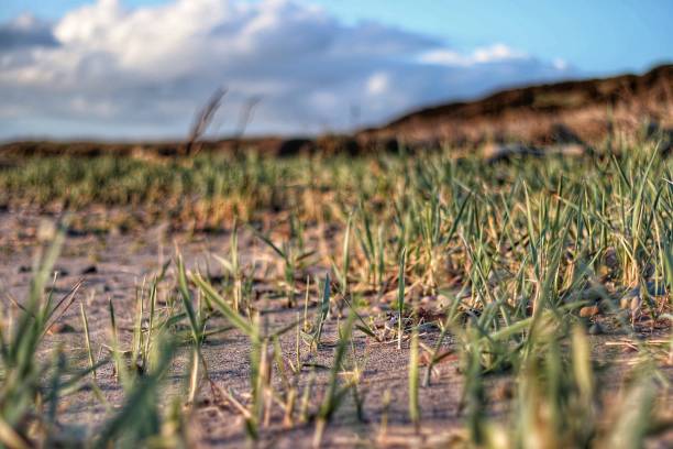 istock South Ayrshire photos while wandering the beach. 2123368035