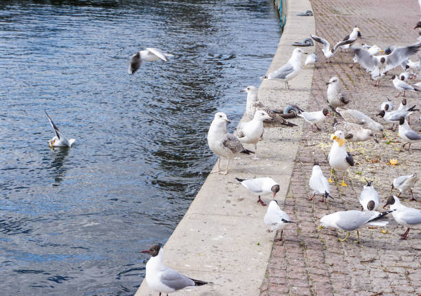 High angle view of birds next to water