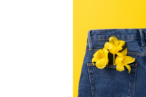 Creative spring concept made with tulip flowers in back pocket of blue jeans isolated on yellow background. Top view, close up, copy space