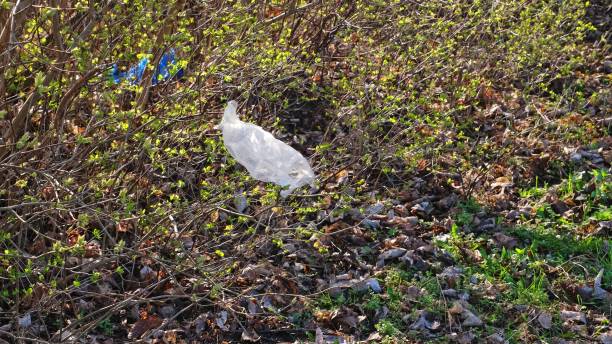 istock Clear Disposable Plastic Bag Caught in Bushes 2123401257