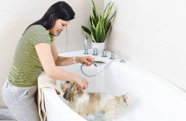 istock Home Grooming - Woman Washing Dog 2123402830