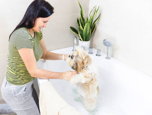 istock Home Grooming - Woman Washing Dog 2123402837