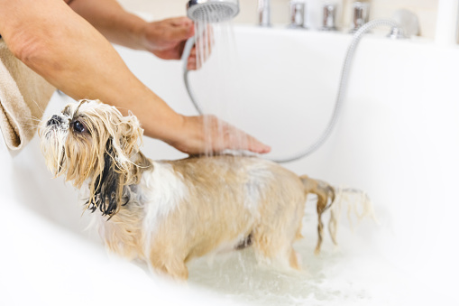 Shih tzu dog getting washed in a bath tub, unrecognizable man rinsing her with shower head