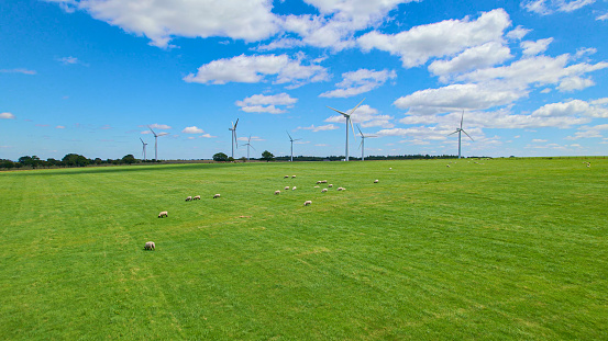 AERIAL: Spacious green pastures with grazing animals next to a working wind farm. View of scenic and modernized English countryside, where the power of the wind is harnessed to generate electricity.