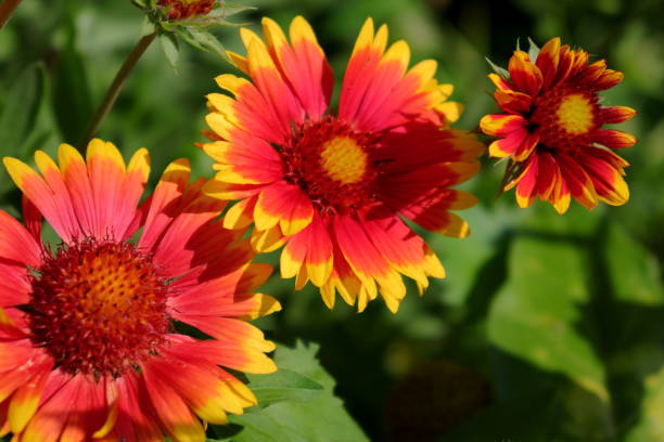 istock Blanket flowers (Gaillardia) in the garden 2123426188