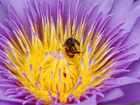 Bee on purple lotus flower, close-up, macro shot.
