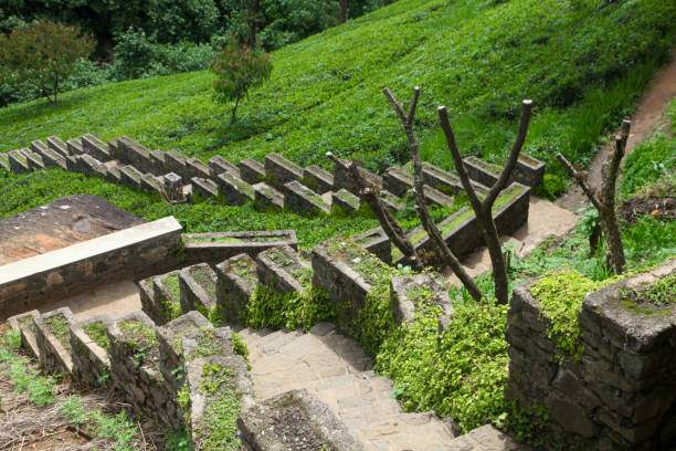 Scenic tea gardens of Sri Lanka