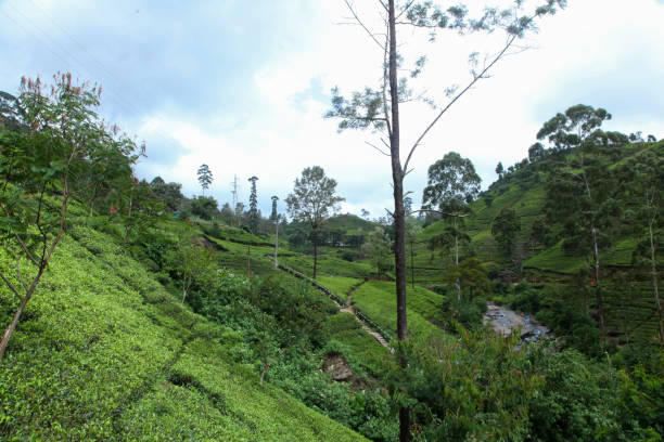 istock Scenic tea gardens of Sri Lanka 2123453873