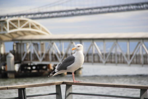 Picture taken in San Francisco of a seagull closer to the ocean