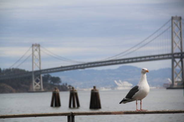 istock Seagull with Oakland Bay Bridge 2123487080