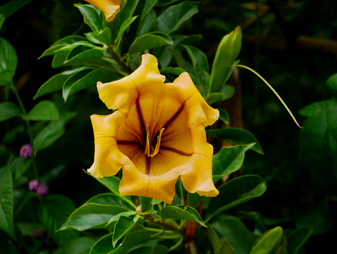 A huge yellow flower Solandra in the botanical garden Jardim Botanico Tropical in Lisbon. Poisonous plant.