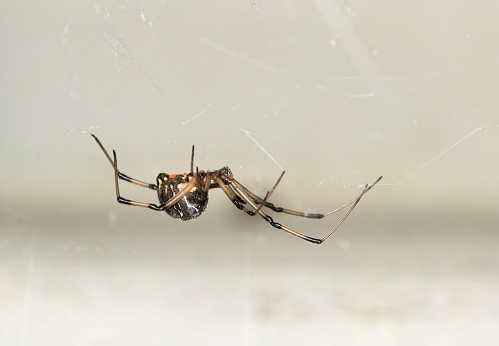 Brown Widow Spider (Latrodectus geometricus) in its web side view copy space. Nature pest control concept.