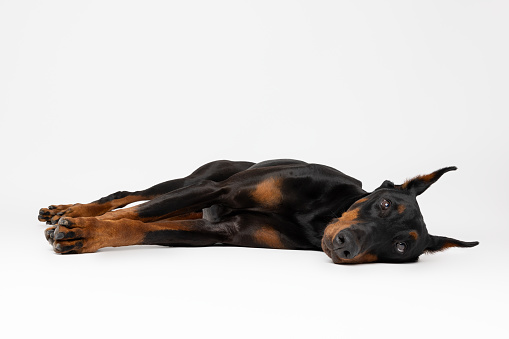 A sleek and regal Doberman pinscher stands confidently against a pristine white background. With its ears alert and eyes focused, this majestic canine exudes strength and intelligence.
