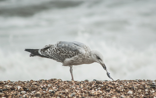 Fledgling gull with a fish in its beak with  waves  in the background