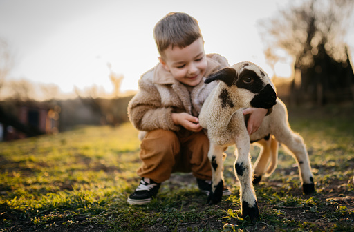 Photo of a little boy hugging a kid lamb on a meadow