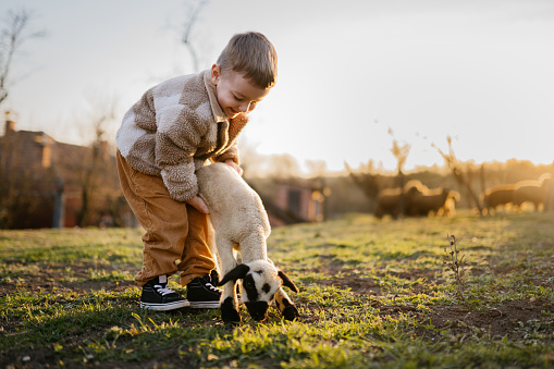 Little male toddler playing with a lamb on a sunny day