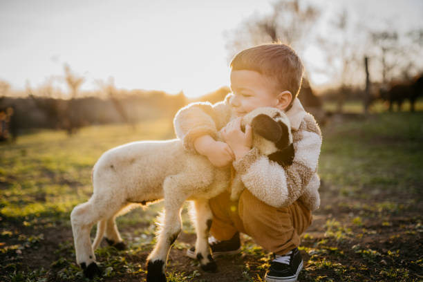 istock Little boy with a lamb on the farm 2123520360