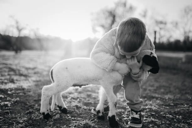 Little boy enjoying the sunset with a lamb on the farm