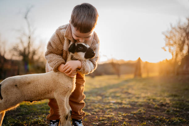istock Sunset with my favorite lamb 2123521392
