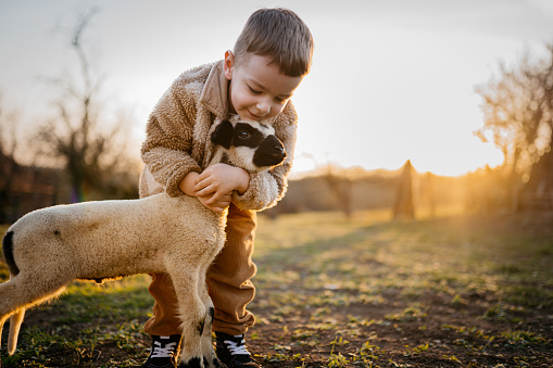 Little boy enjoying the sunset with a lamb on the farm