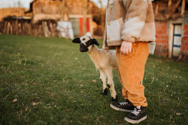 istock Golden hour with my favorite lamb 2123521905