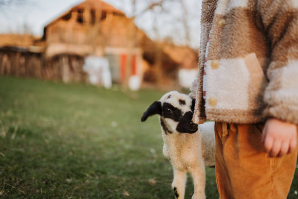 istock Golden hour with my favorite lamb 2123521908