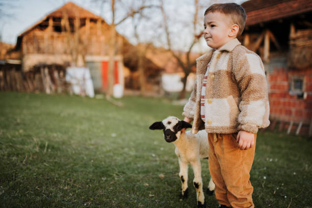 istock Golden hour with my favorite lamb 2123521914