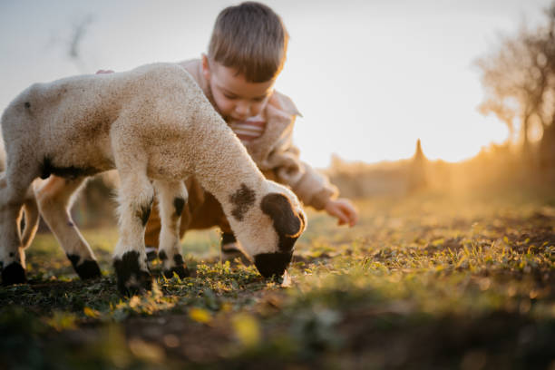 istock Sunset with my favorite lamb 2123522425