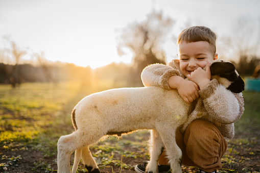 Little boy enjoying the sunset with a lamb on the farm