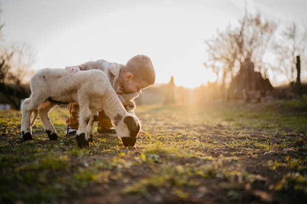 istock Sunset with my favorite lamb 2123523992