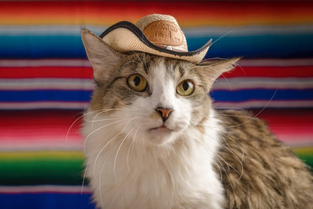 istock Cat wearing Mexican hat with serape in background. Cinco de Mayo background. 2123524505