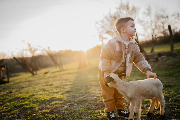 istock Golden hour with my favorite lamb 2123525014