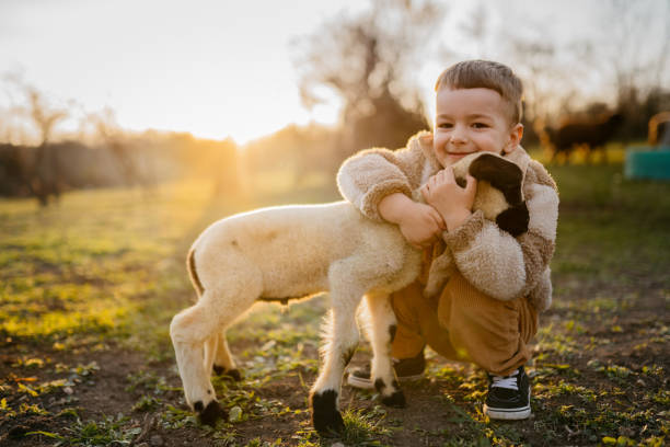 istock Little boy with a lamb on the farm 2123525018