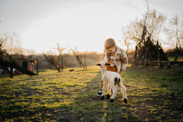 istock Sunset with my favorite lamb 2123525530