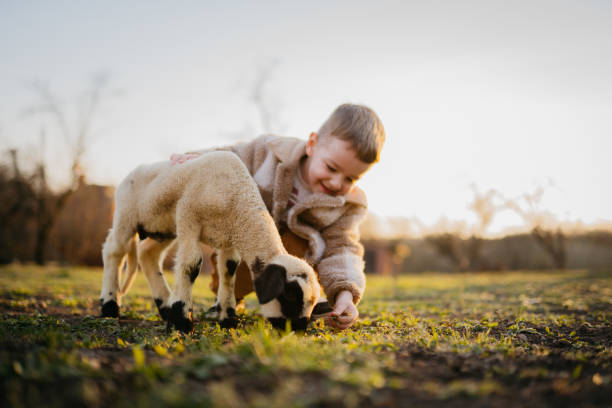 istock Sunset with my favorite lamb 2123525540