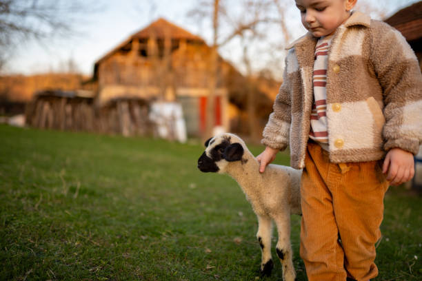 istock Golden hour with my favorite lamb 2123526042
