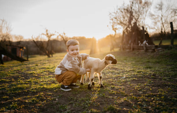 istock Golden hour with my favorite lamb 2123526549