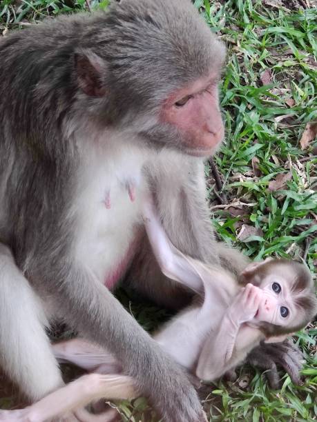 istock Monkey mother holding baby. 2123540143